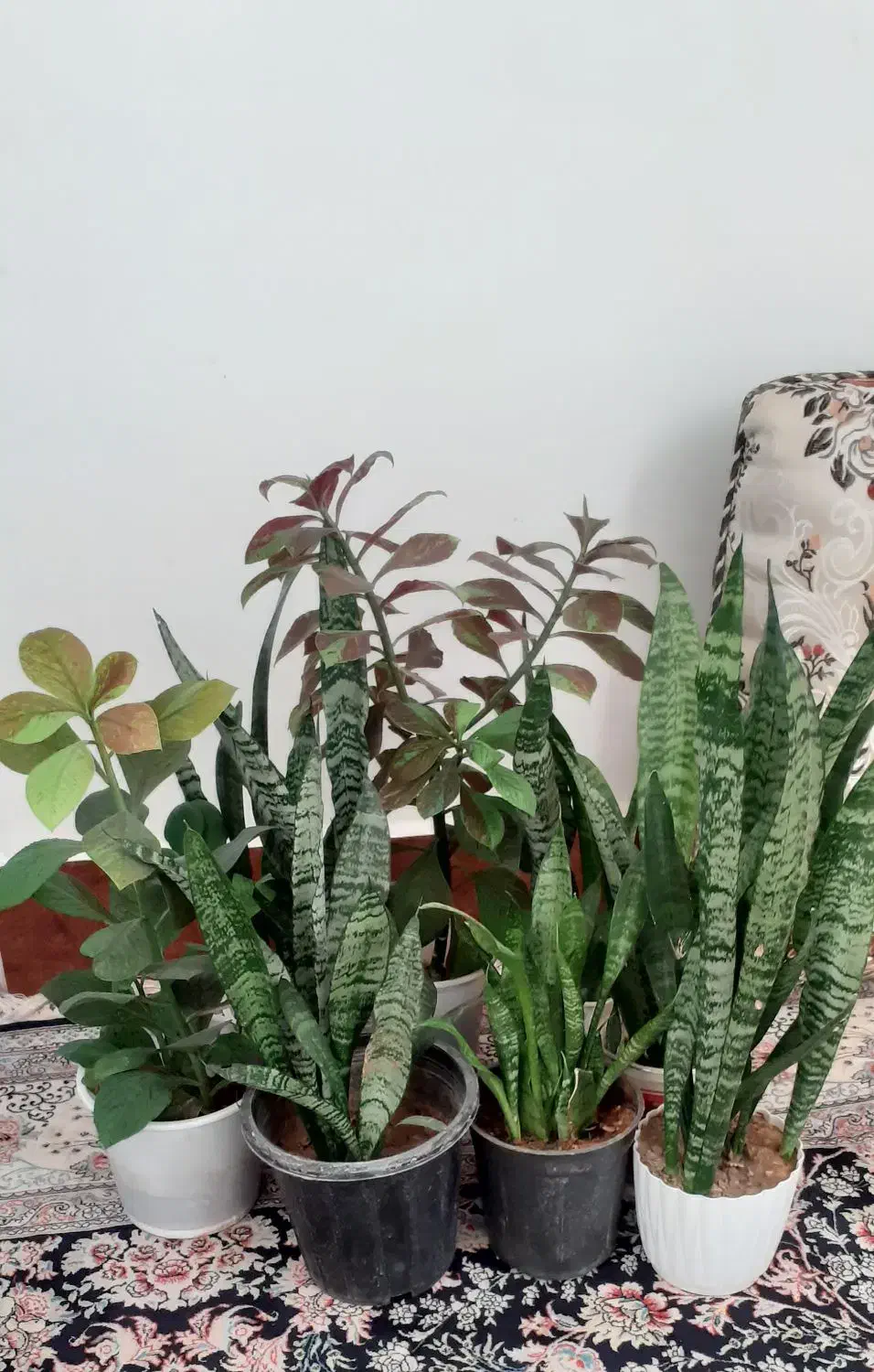 گل طبیعی|گل و گیاه طبیعی|دهلران, |دیوار