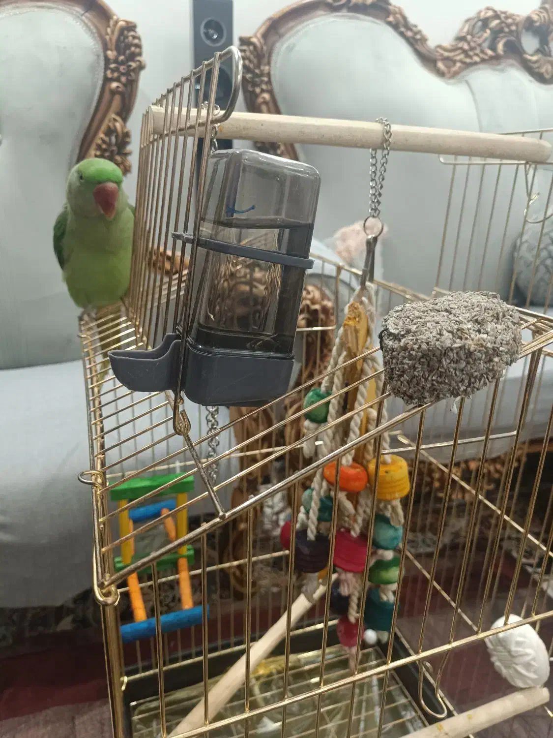 شاه طوطی نر|پرنده|ملارد, |دیوار