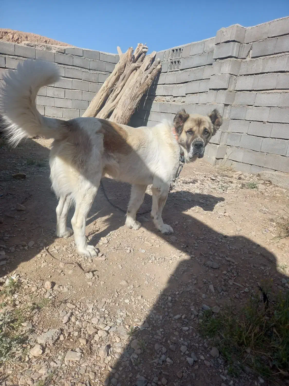 سگ گم شده|حیوانات|سنخواست, |دیوار