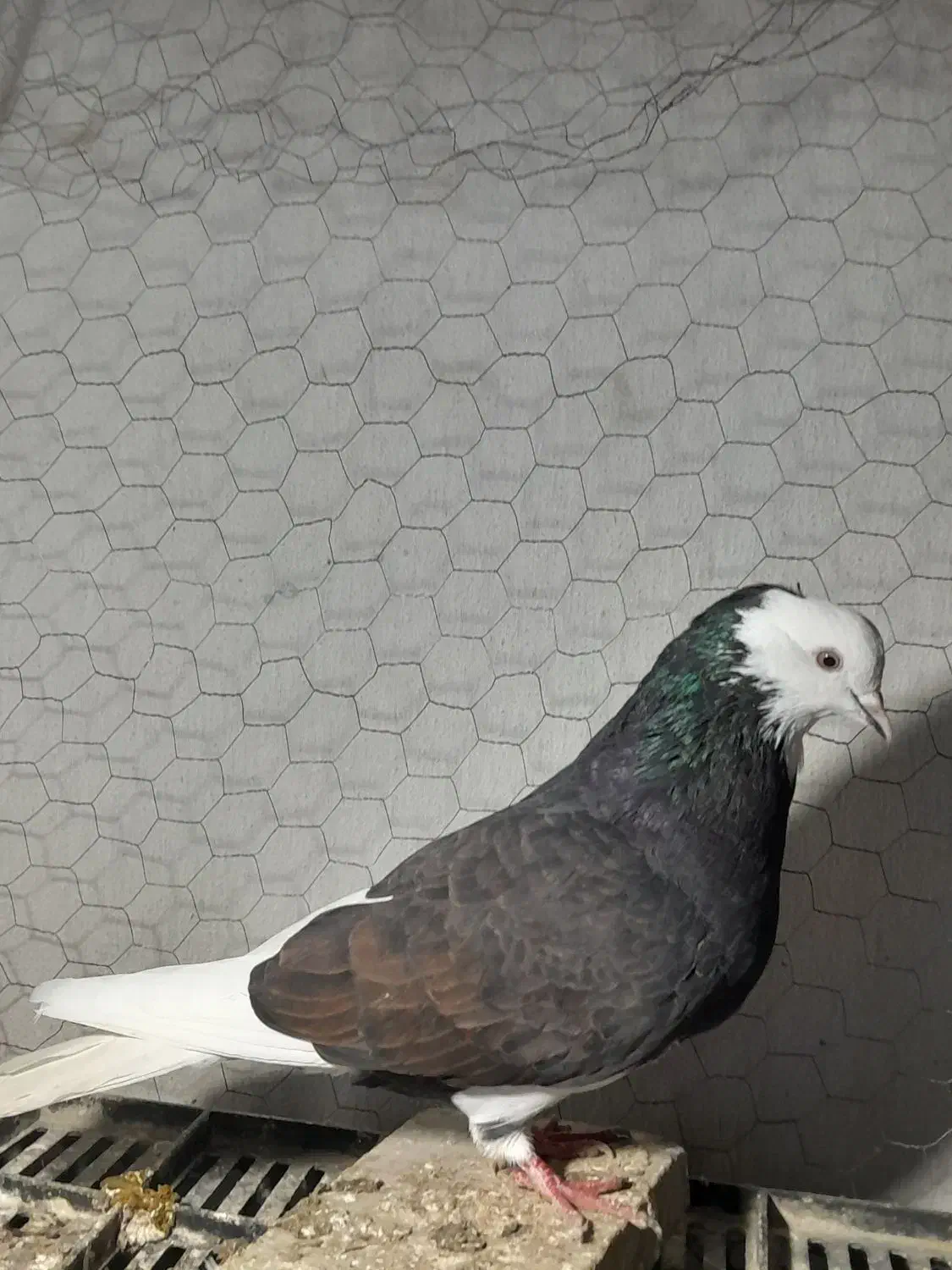 کبوتر پرشی|پرنده|بندر ترکمن, |دیوار