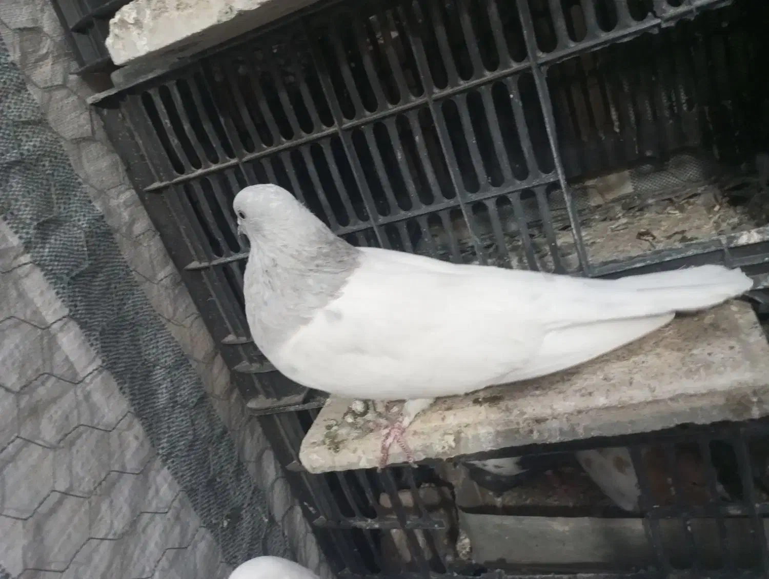 کبوتر|پرنده|بانه, |دیوار