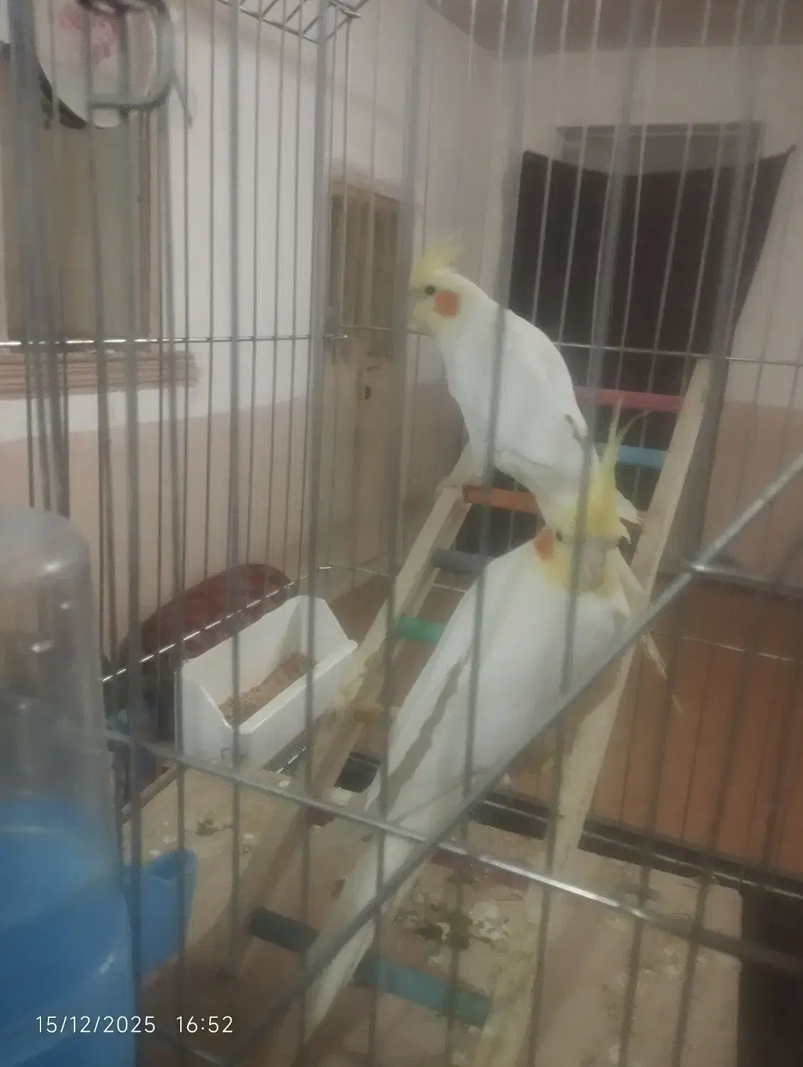 عروس هلندی|پرنده|جزنیک, |دیوار