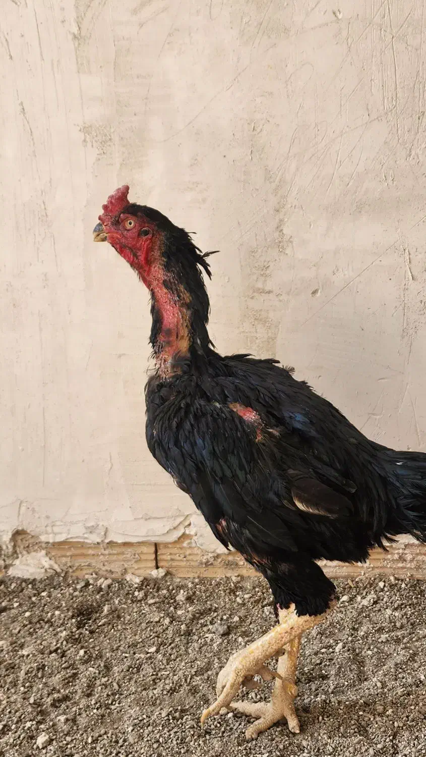 تخم مرغ لاری یتیغ مشکی و طوسی|حیوانات مزرعه|خاوران, |دیوار