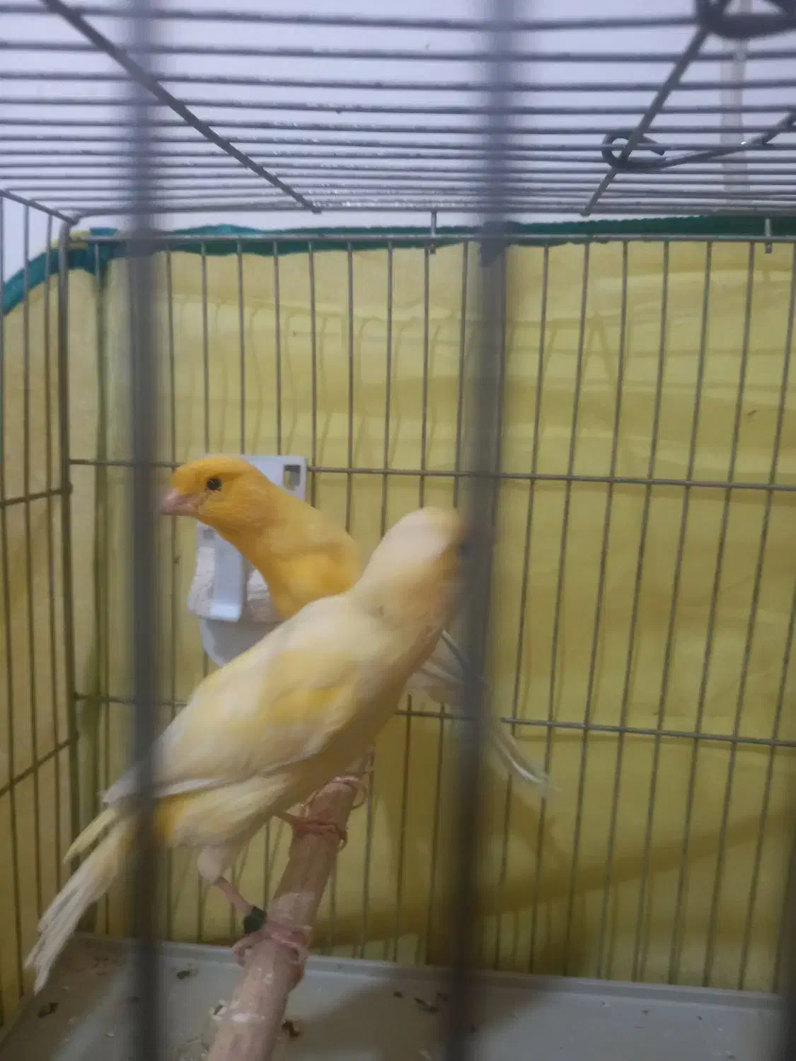 جفت قناری آماده لونه گرم کردن|پرنده|سیرجان, |دیوار