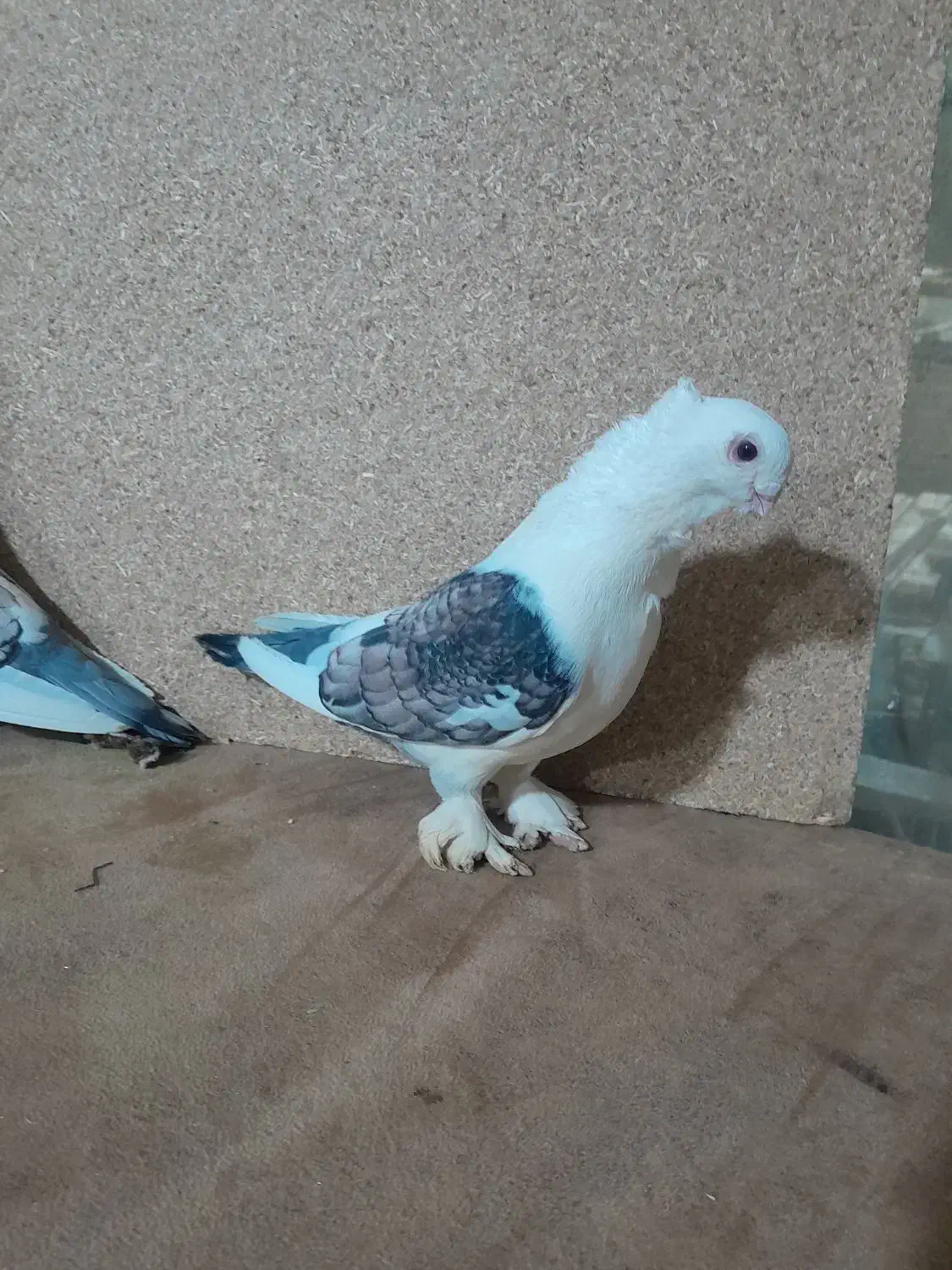 کفتر زینتی|پرنده|تبریز, |دیوار