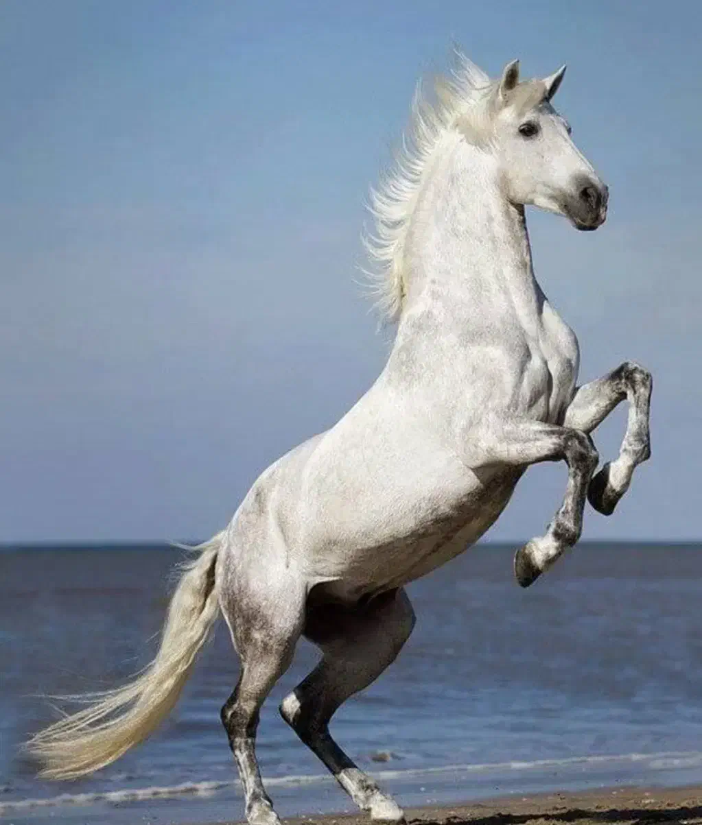 باشگاه سوارکاری سپاهان|اسب و تجهیزات اسبسواری|رباطکریم, منجیل آباد|دیوار