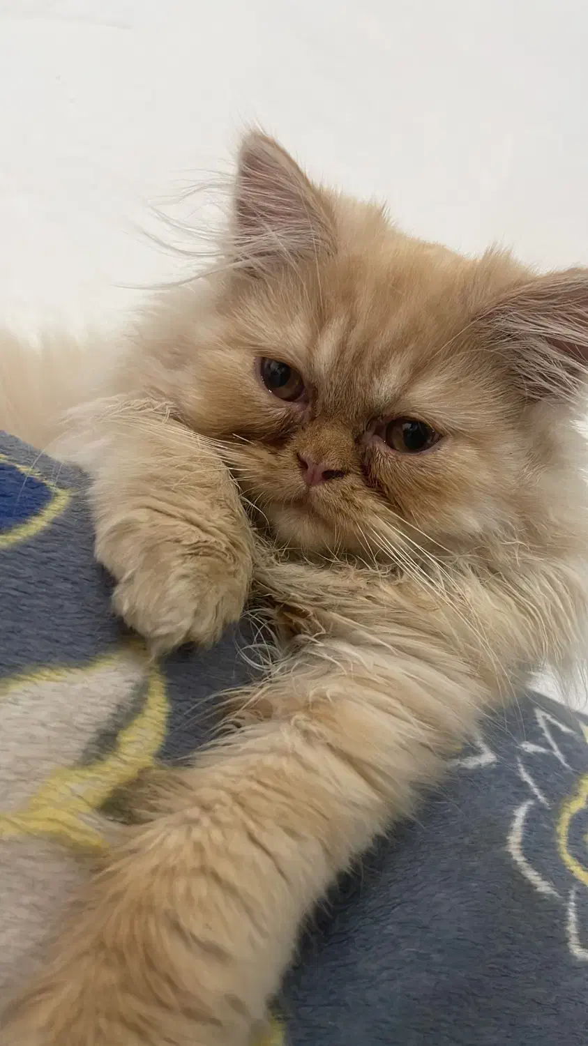 گربه پرشین|گربه|ساری, |دیوار