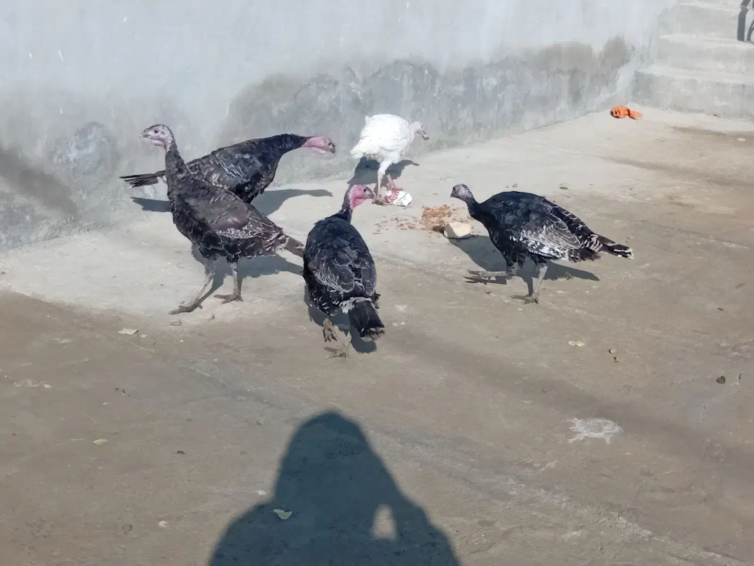 ۶ عدد بوقلمون نر سرحال|حیوانات مزرعه|ازنا, |دیوار