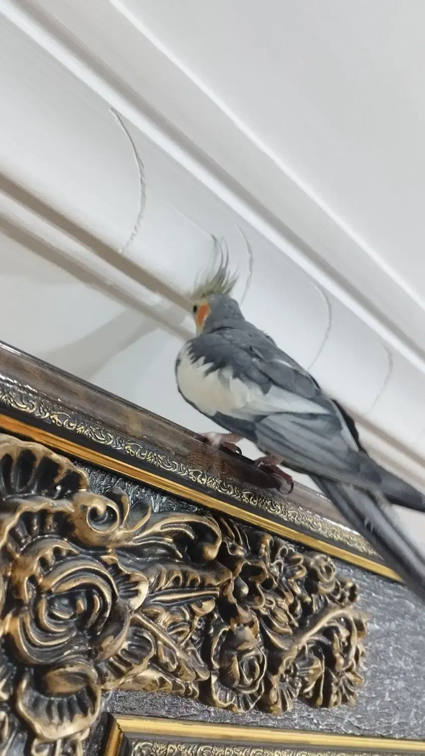 عروس هلندی|پرنده|هریس, |دیوار