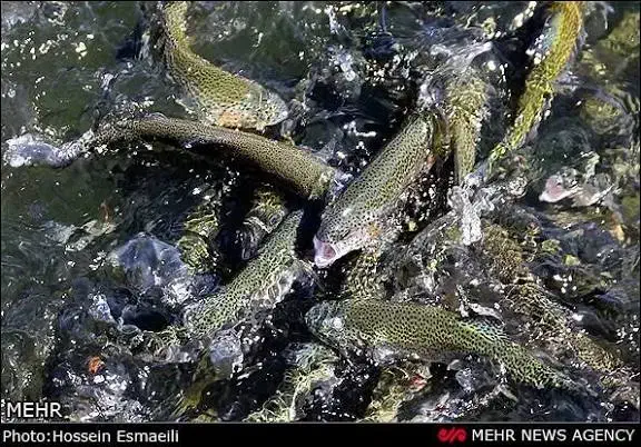 مشارکت در پرورش ماهی با اب چشمه|استخدام مالی، حسابداری، حقوقی|تهران, پاسداران|دیوار