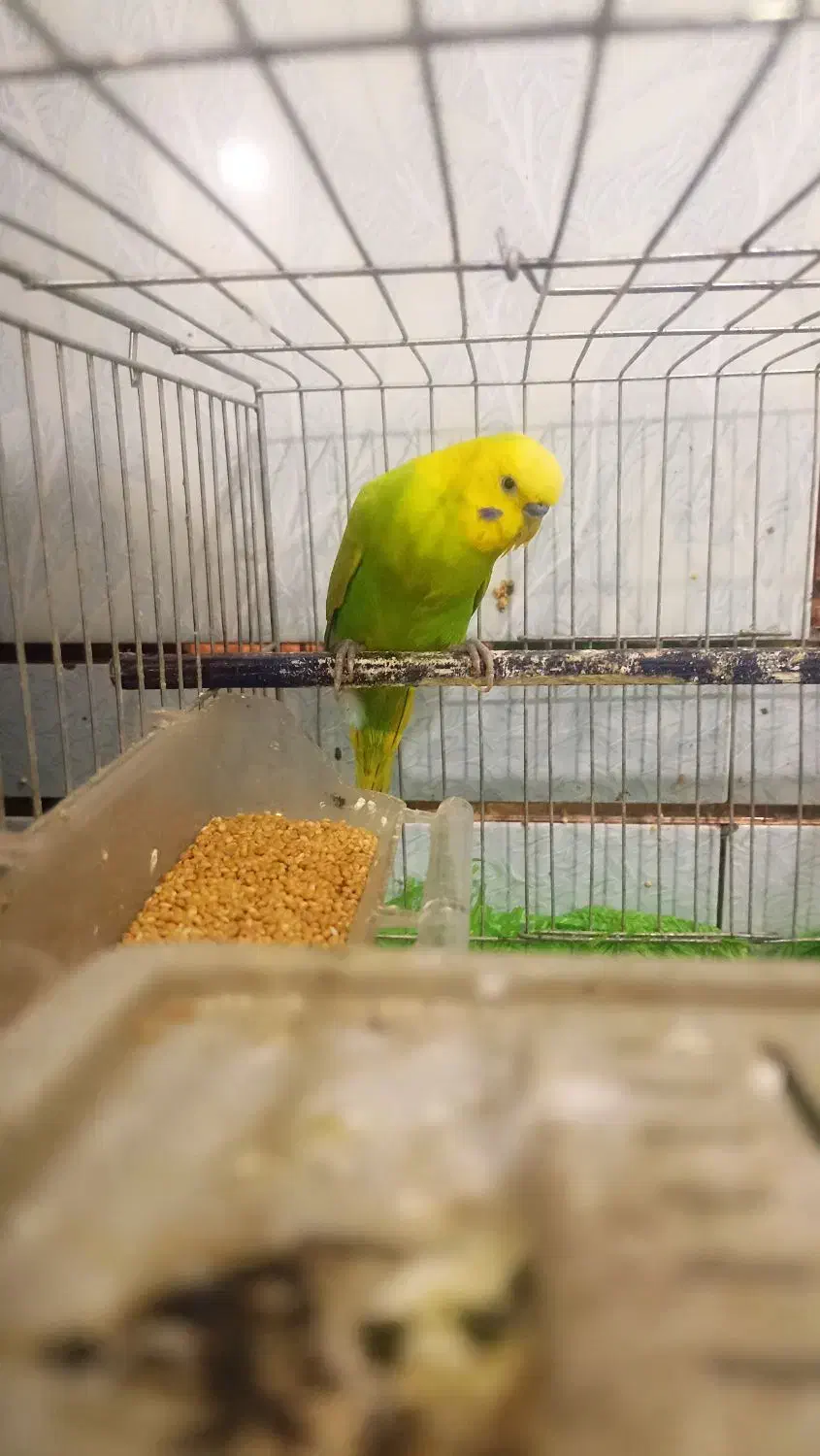 مرغ عشق|پرنده|اهواز, کوی مندلی(سه راه خرمشهر)|دیوار