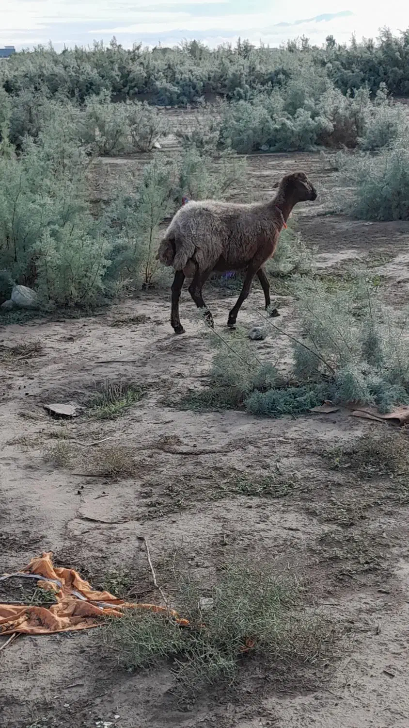 یک راس گوسفند خشک فروشی|حیوانات مزرعه|آق قلا, |دیوار