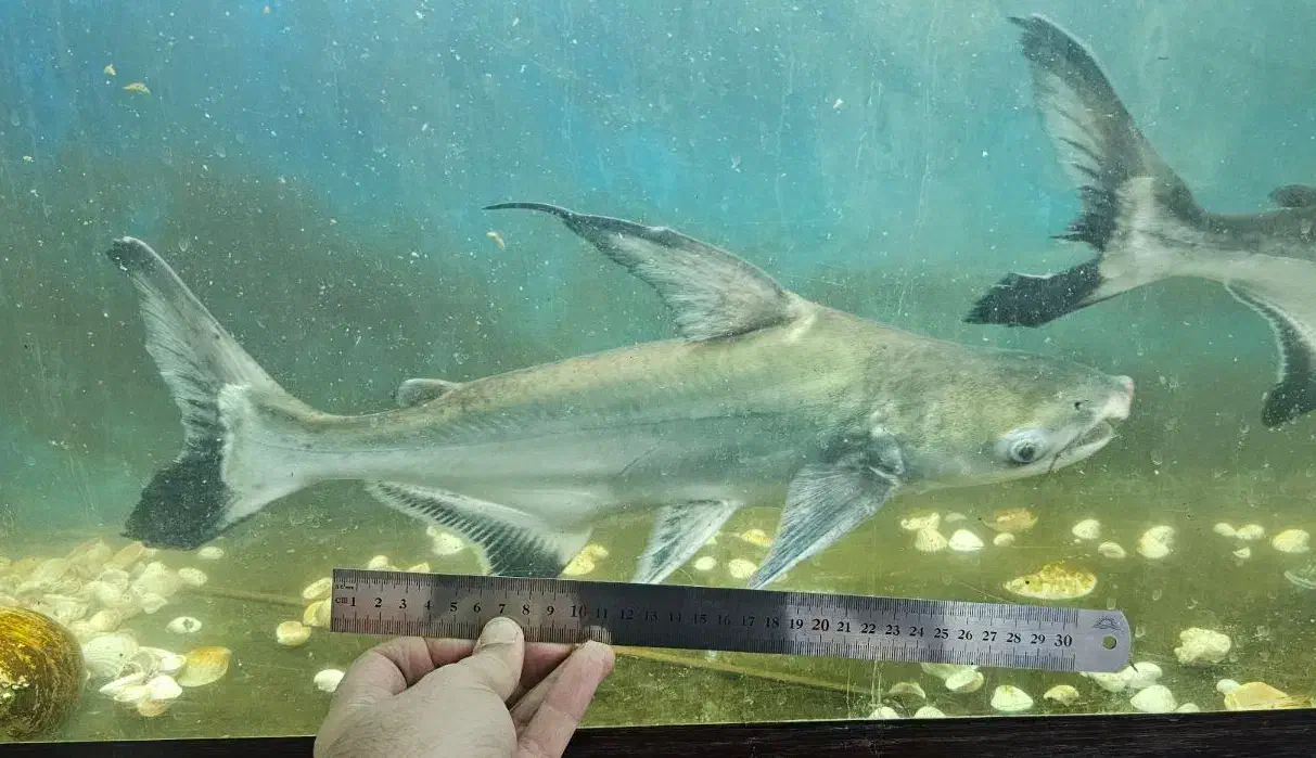 کوسه- ماهی پنکوسی|ماهی|گرگان, |دیوار