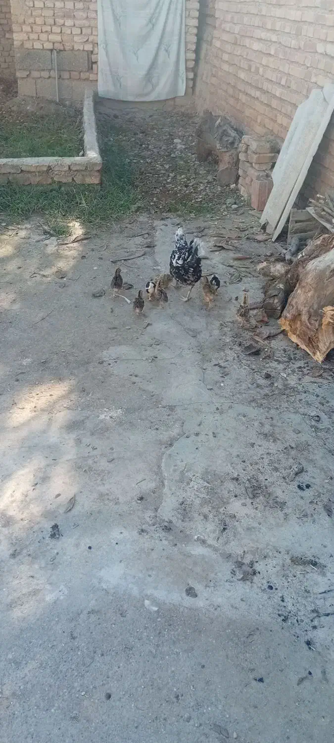 مرغ گلین خال سوزنی|حیوانات مزرعه|خان ببین, |دیوار