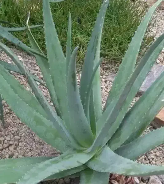 آلوئه ورا|گل و گیاه طبیعی|وحدتیه, |دیوار