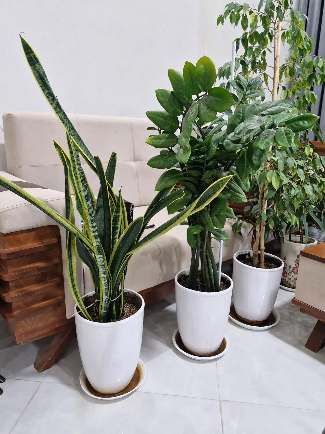 گل آپارتمانی|گل و گیاه طبیعی|فردوس (خراسان), |دیوار