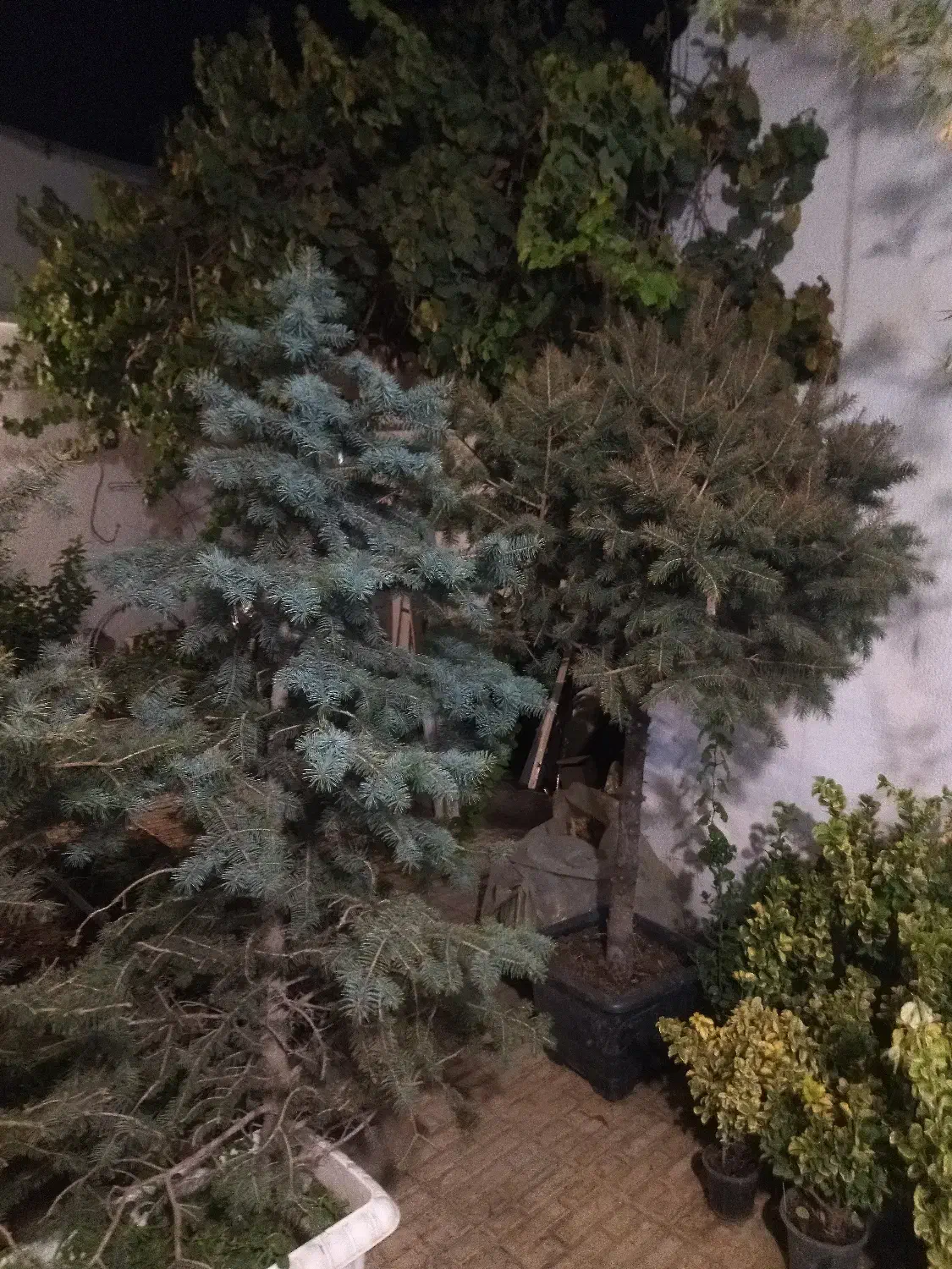 انواع کاج و شمشاد گلهای اپارتمانی|گل و گیاه طبیعی|کرج, فاز ۳ مهرشهر|دیوار