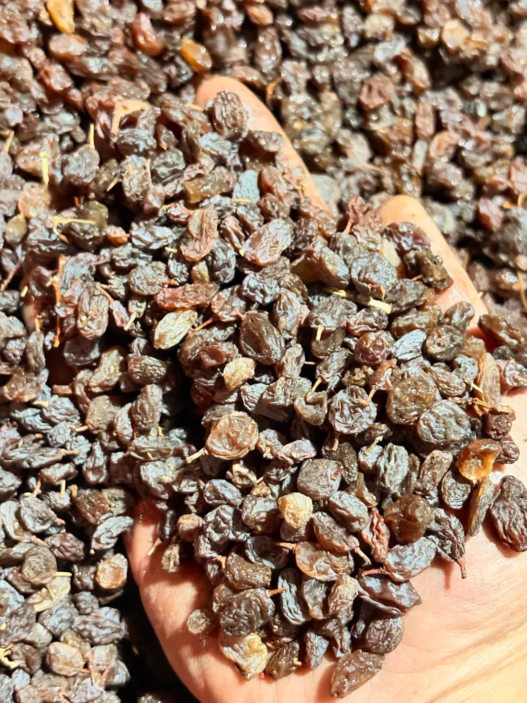 کشمش تاکستان|خوردنی و آشامیدنی|تاکستان, |دیوار