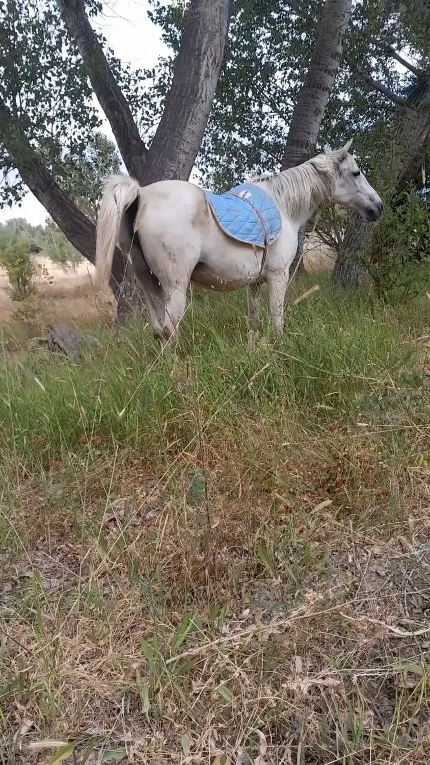 مادیان باکره|حیوانات مزرعه|مشگین شهر, |دیوار