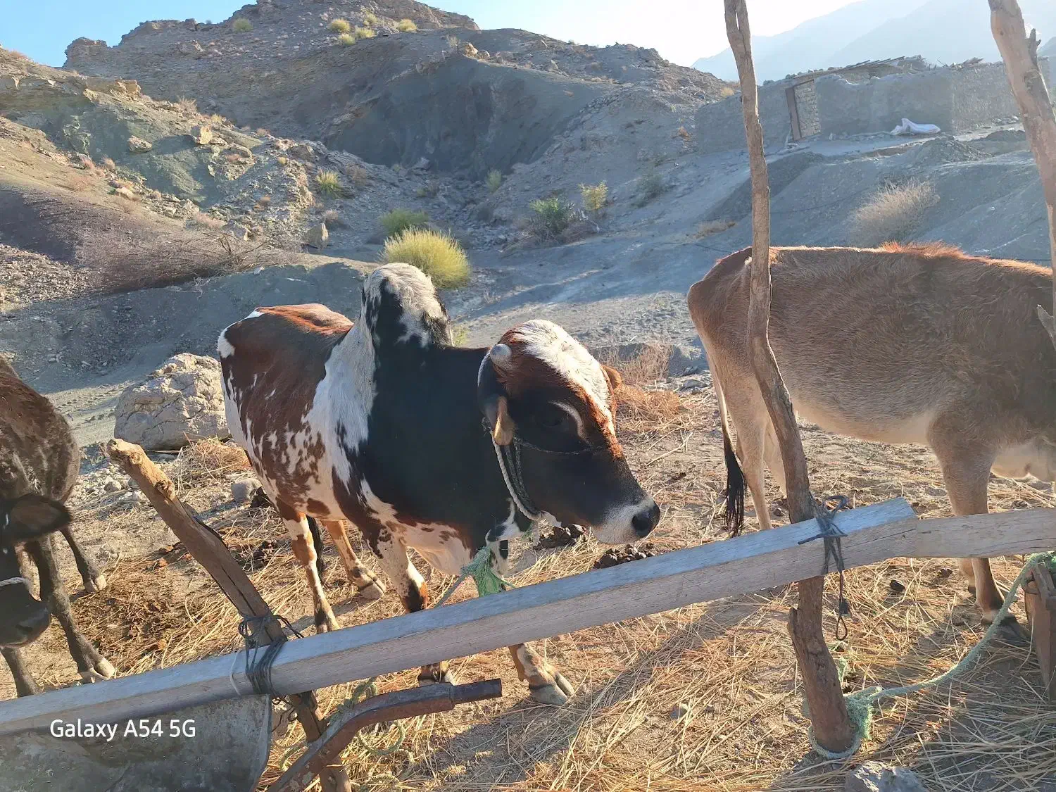 گاونرخیلی خوب ارام|حیوانات مزرعه|بشاگرد, |دیوار