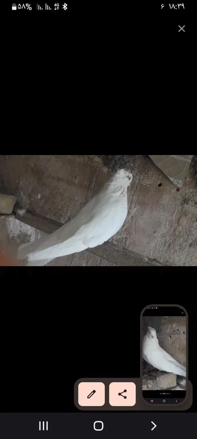 نر کله ای|پرنده|بندرعباس, |دیوار