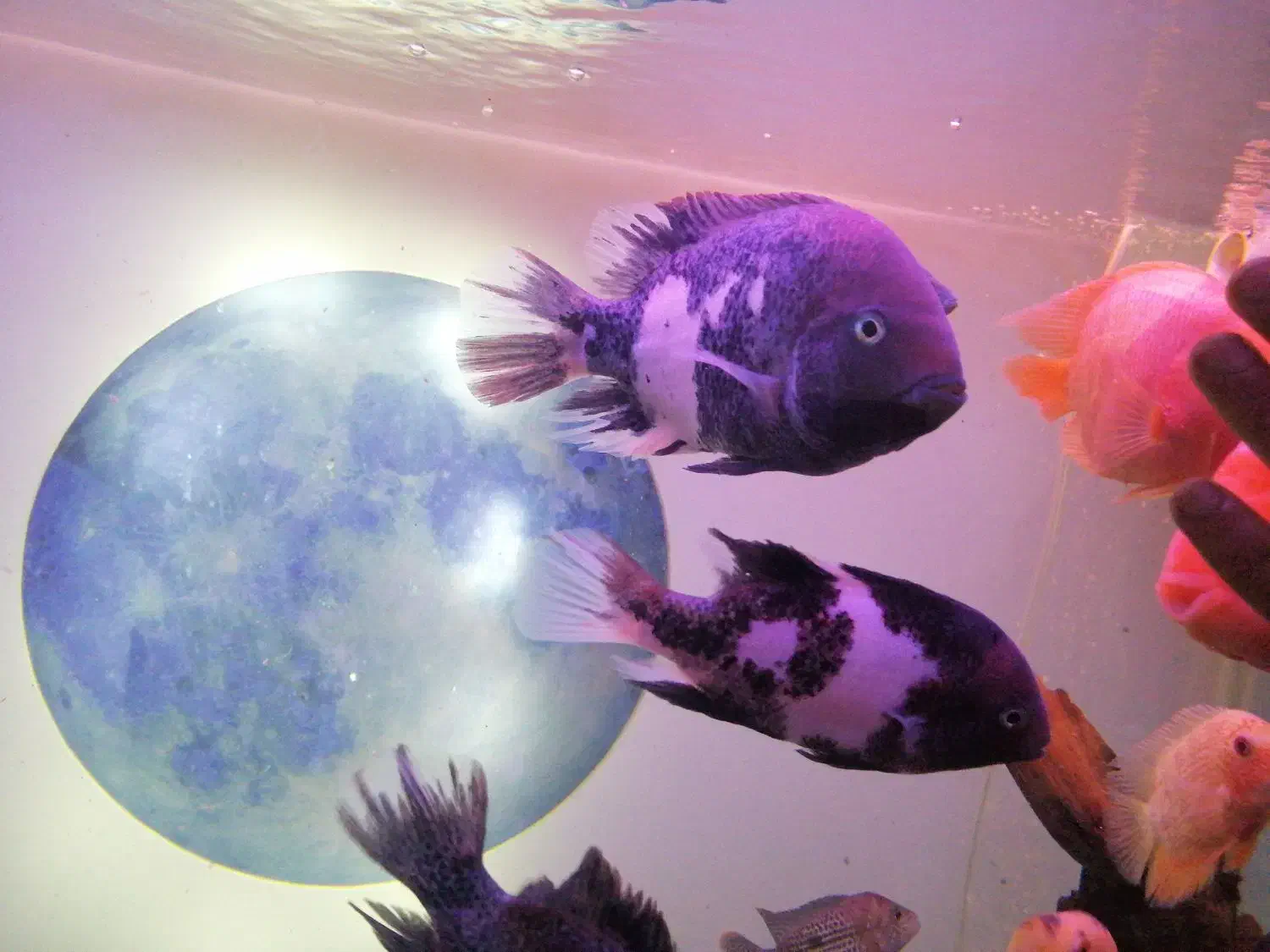 ویجا-تایگر-ایل|ماهی|سنندج, |دیوار