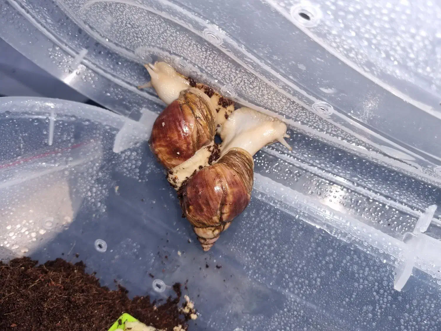 حلزون زنده جهت حلزون تراپی|خزنده|کرمان, |دیوار