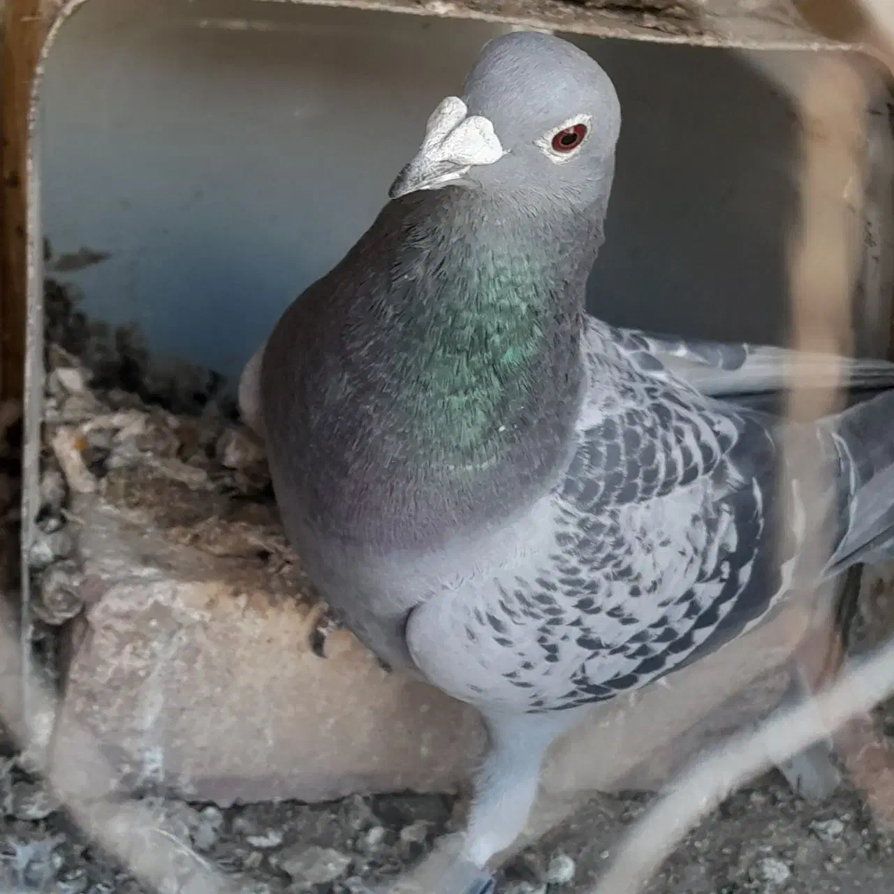 پلاکی|حیوانات|اصفهان, ارغوانیه|دیوار