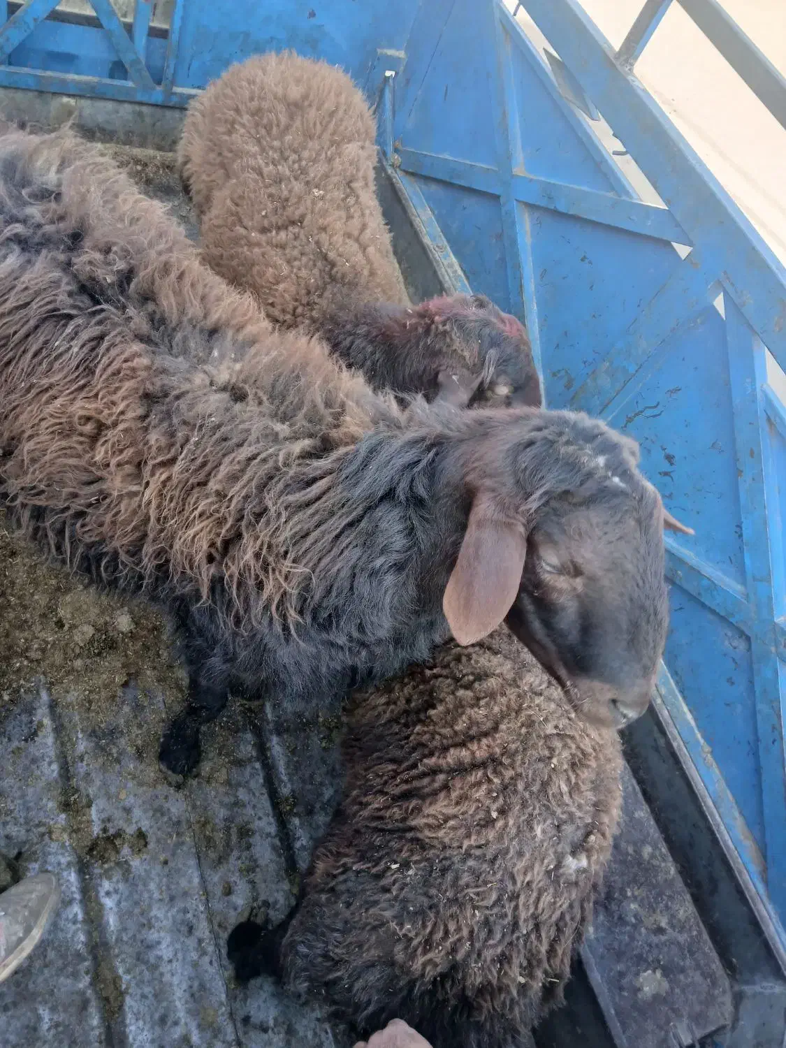 بره نر   چاق کشتاری|حیوانات مزرعه|نیشابور, مازول|دیوار