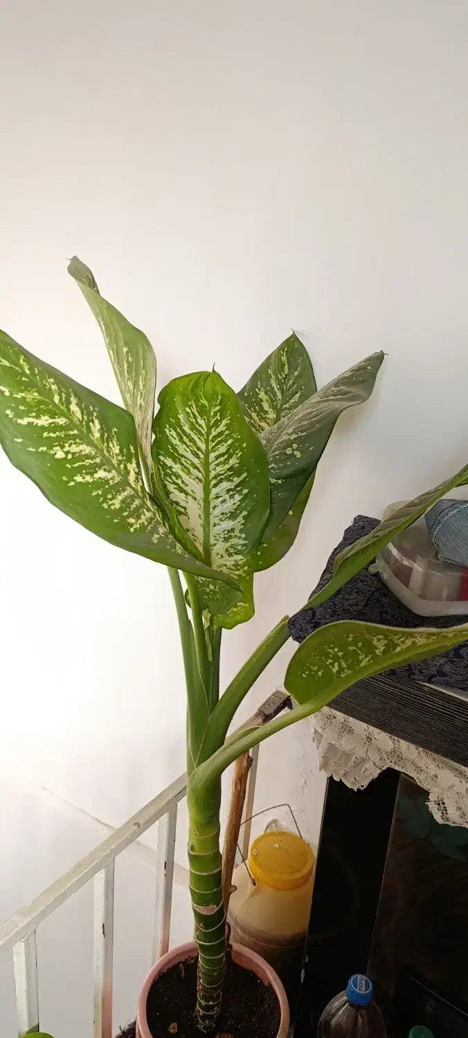 گل طبیعی شاداب|گل و گیاه طبیعی|اسدآباد, |دیوار