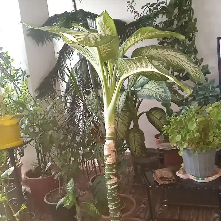 گل دیفن باخیا ۱متری|گل و گیاه طبیعی|خلخال, |دیوار