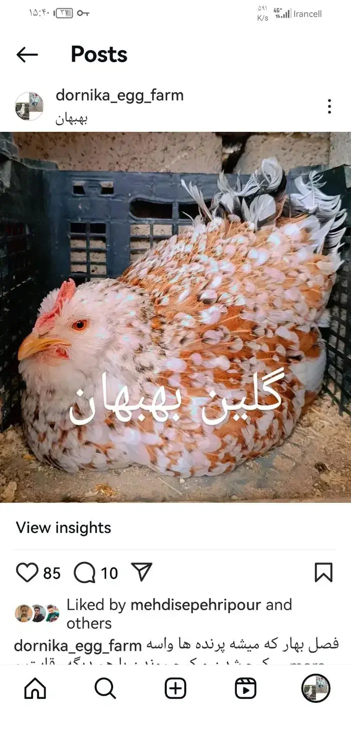 تخم نطفه دار گلین ریشی و چهل تاج|حیوانات مزرعه|بهبهان, |دیوار