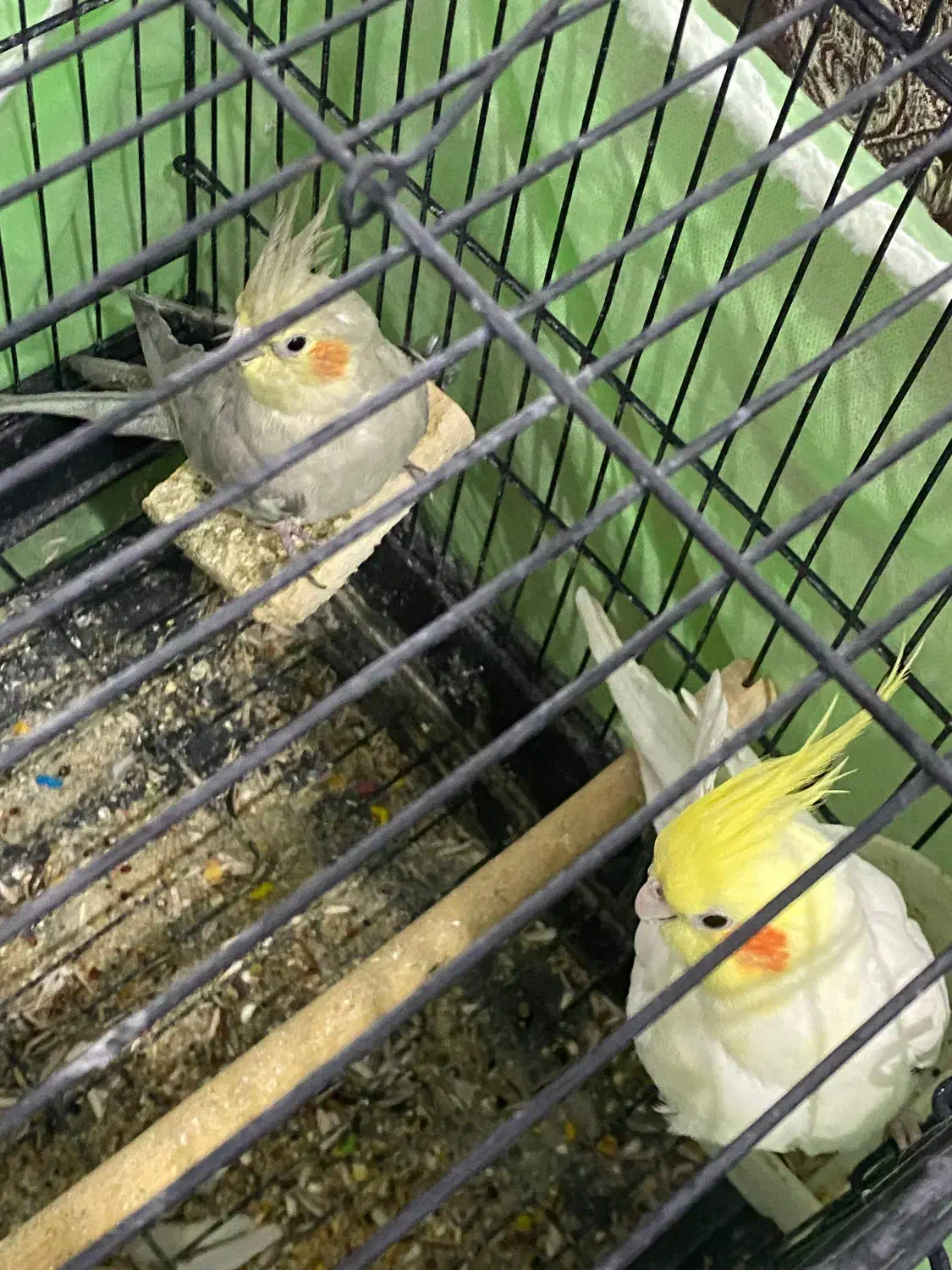 طوطی عروس هلندی دستی سخنگو|پرنده|رباطکریم, رباطکریم|دیوار