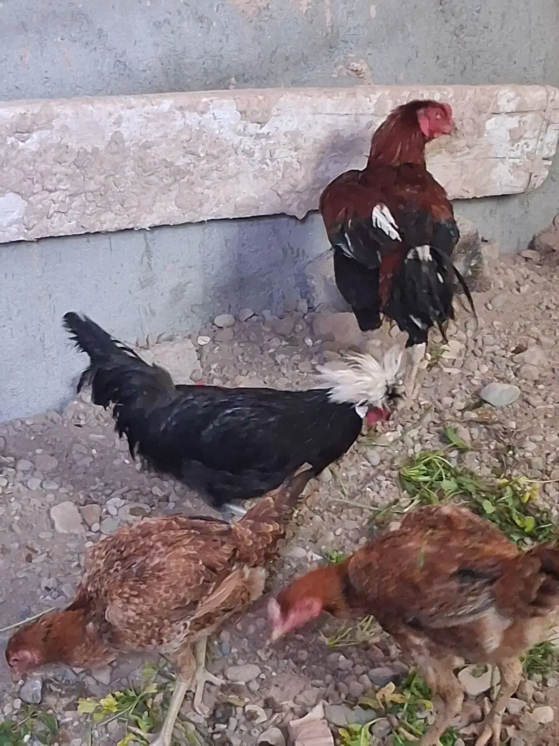 خروس  لهستانی|حیوانات مزرعه|پاکدشت, خاتون آباد|دیوار