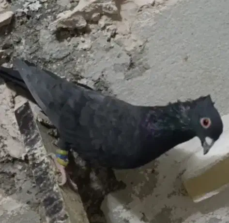 ۲ زاغ کاکلی نر|پرنده|طبس, |دیوار