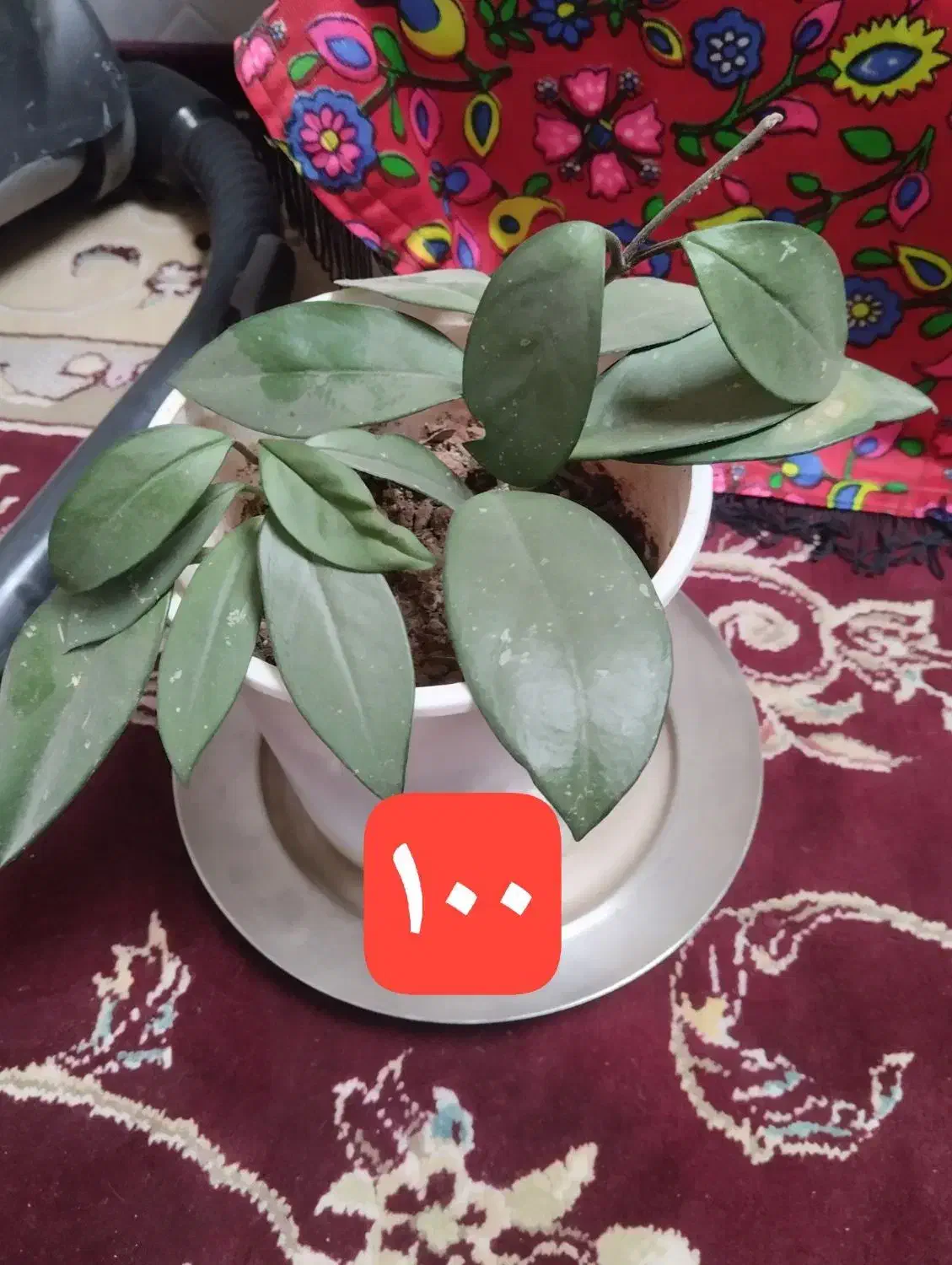 گل طبیعی خونگی شاداب|گل و گیاه طبیعی|قائن, |دیوار