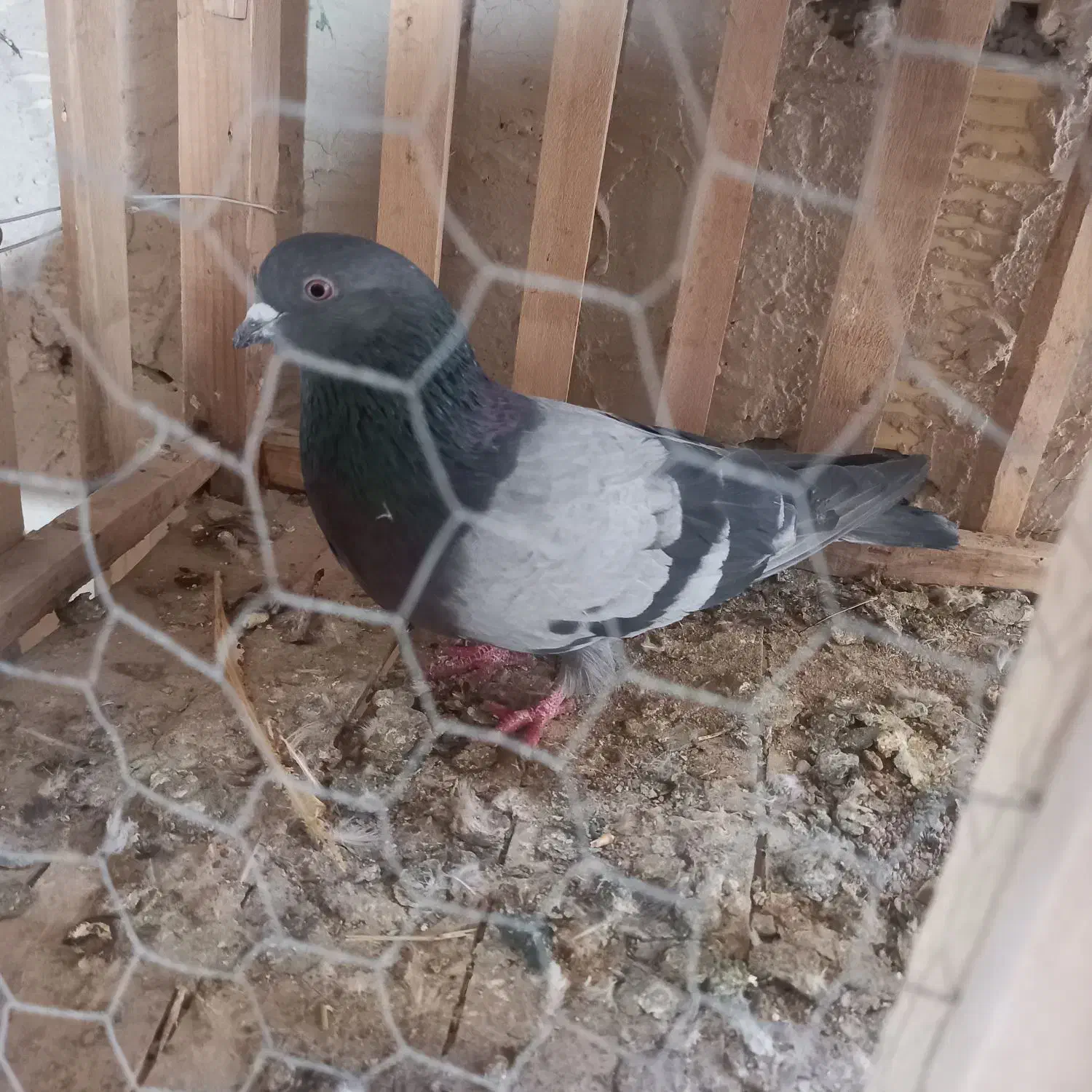 پرنده|پرنده|ابهر, |دیوار