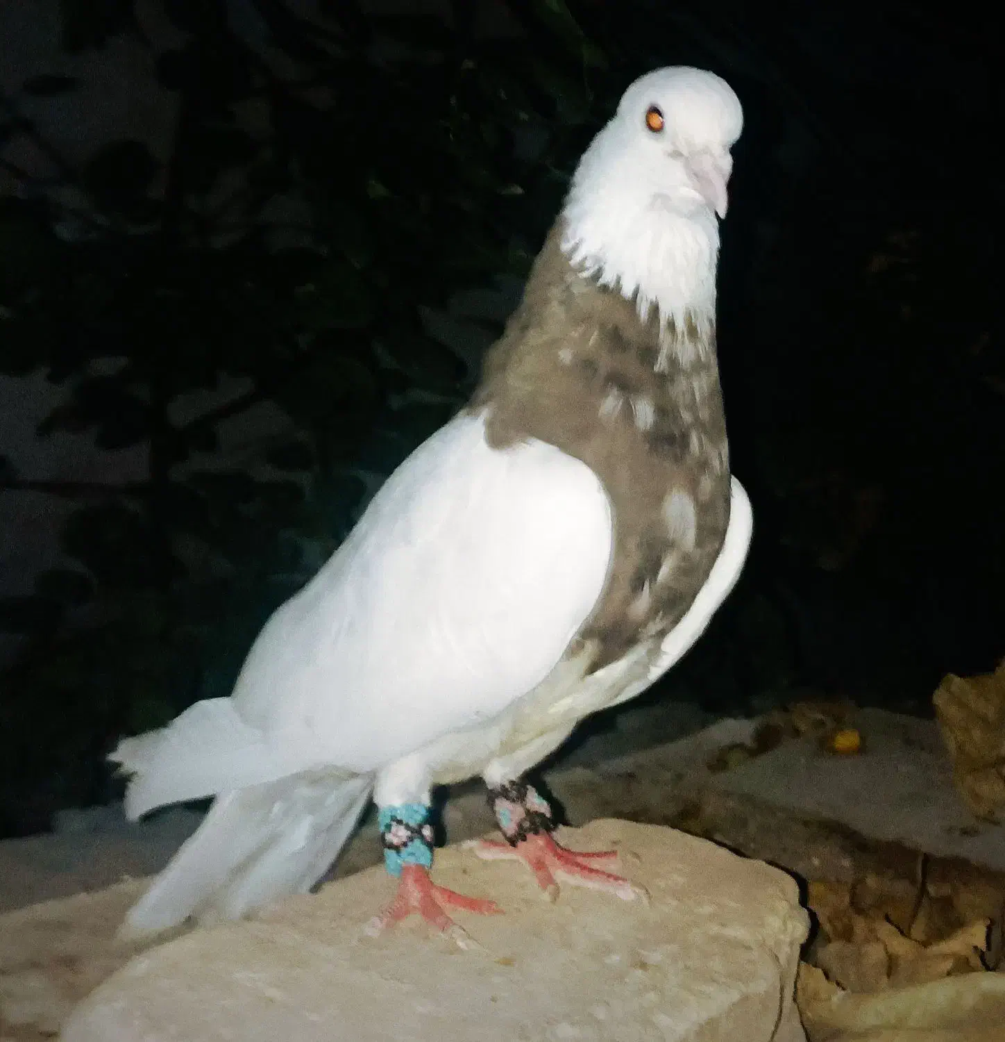 طوقی وکاشانی.تهرانی.بادوچرخه|پرنده|شاهینشهر, گرگاب|دیوار