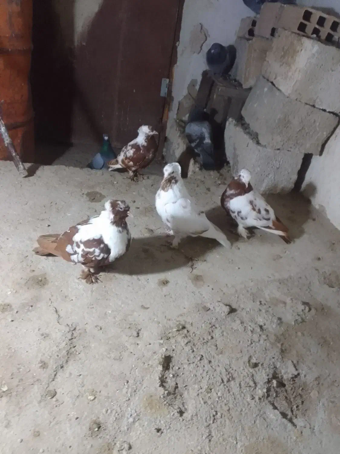 قرمز|پرنده|اردبیل, |دیوار