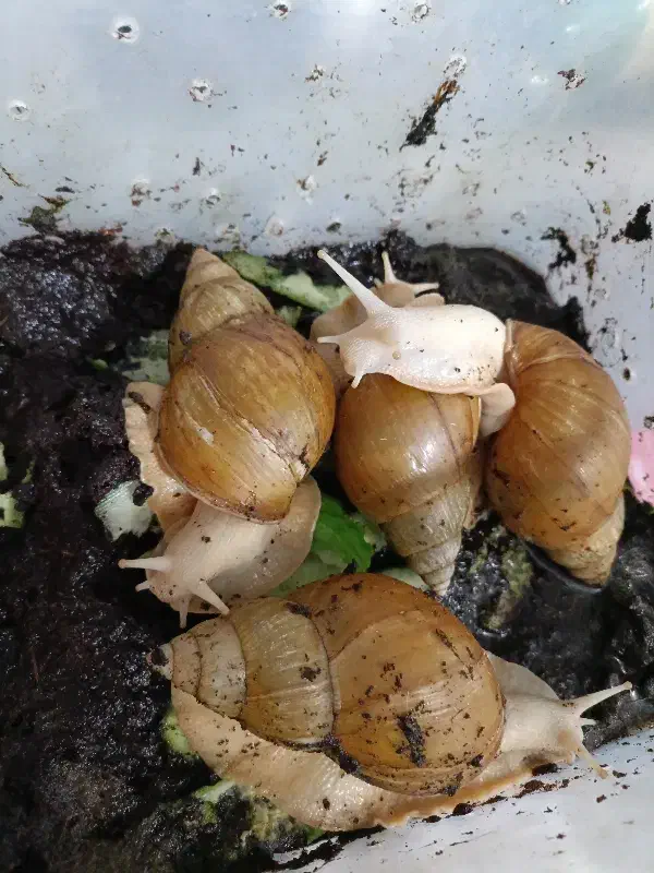 حلزون مولد|خزنده|ملارد, |دیوار