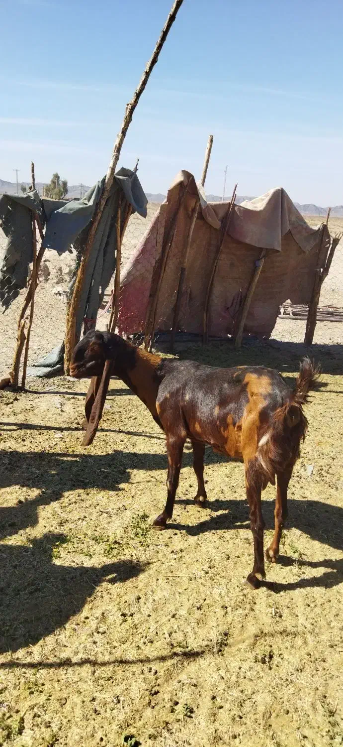 بز گولگولی اصل پاکستانی گوش دراز|حیوانات مزرعه|زاهدان, |دیوار