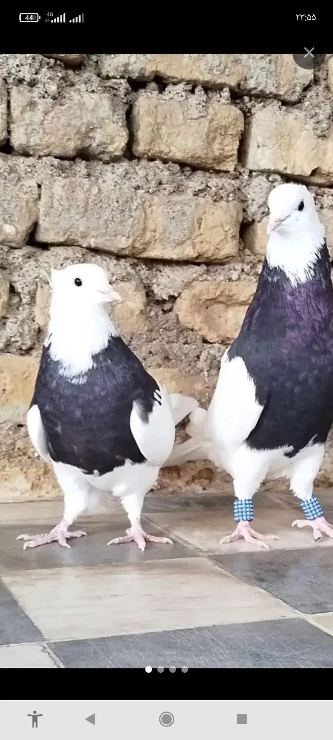 کبوترطوقی کله زردودم سفید سینه ای|پرنده|میانه, |دیوار