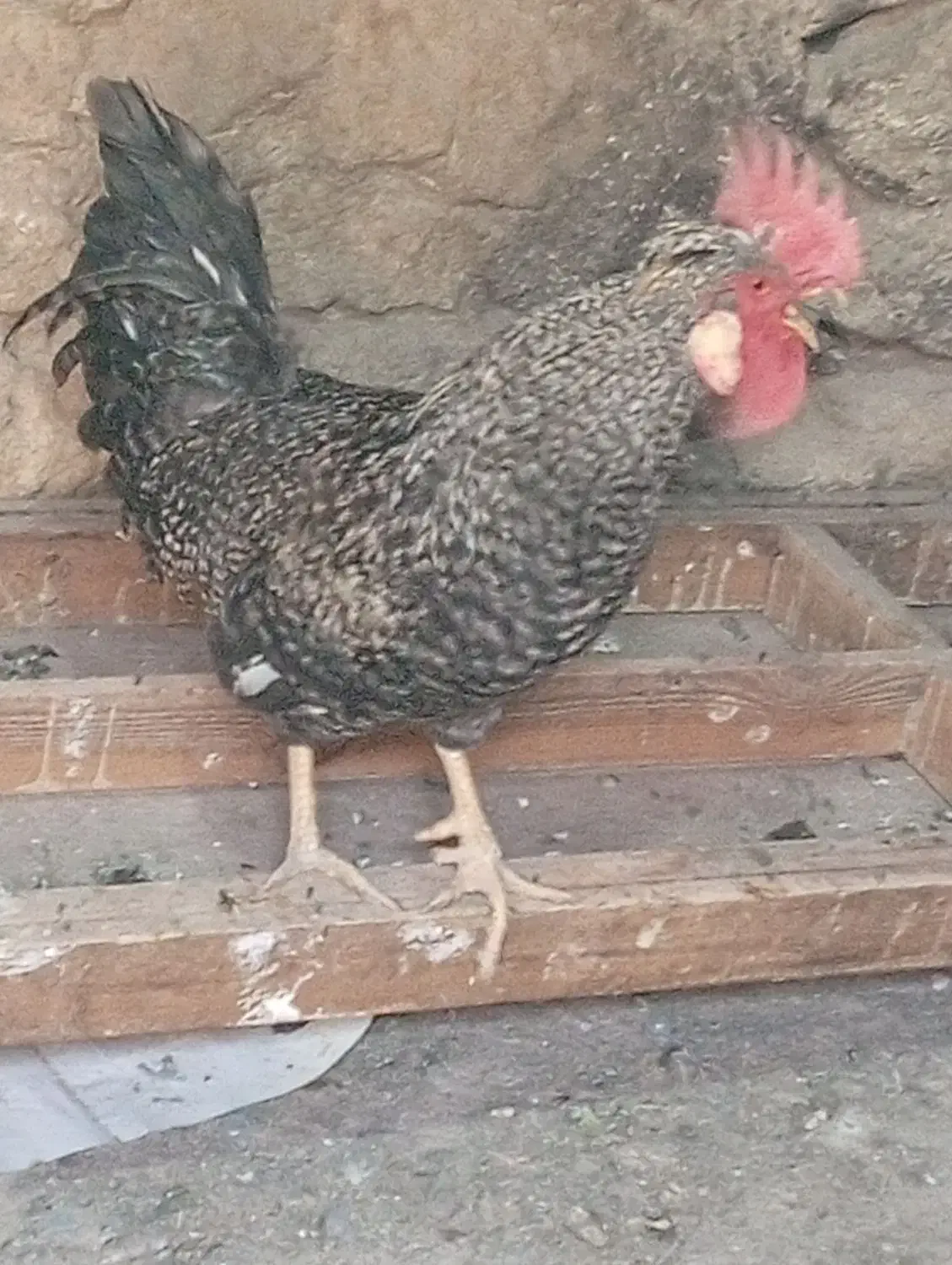 خروس|حیوانات مزرعه|مسجد سلیمان, |دیوار