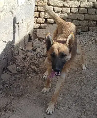 سگ گرگی نگهبان|سگ|نیشابور, دارایی|دیوار