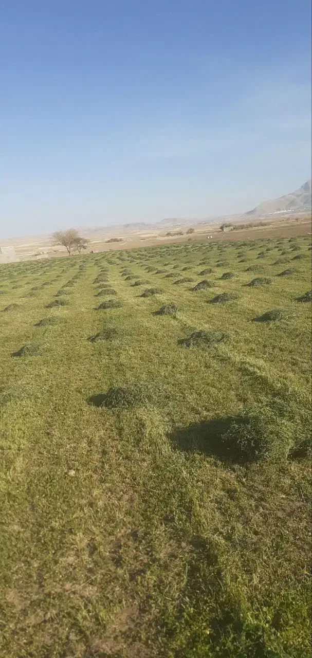 فروش یونجه|خدمات باغبانی و درختکاری|کلیائی, |دیوار