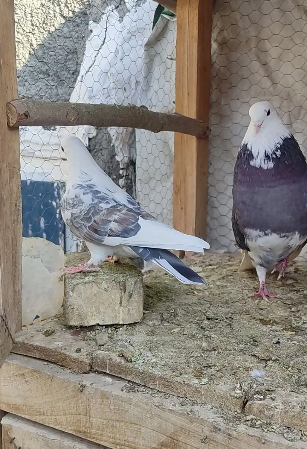 کبوتر|پرنده|پیر بکران, |دیوار