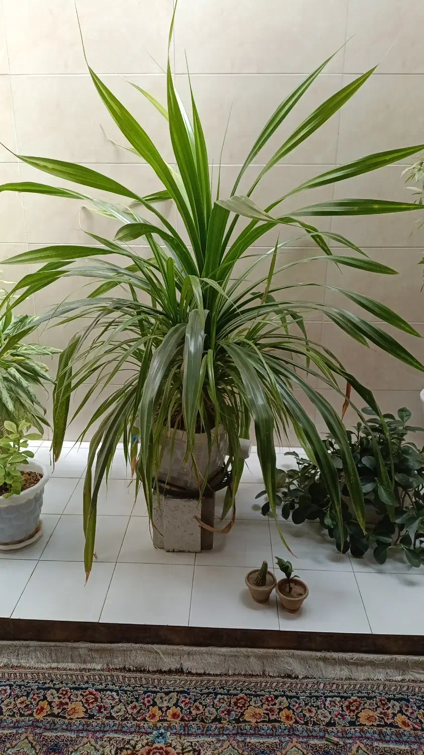 گل طبیعی|گل و گیاه طبیعی|شیراز, کوشک میدان|دیوار