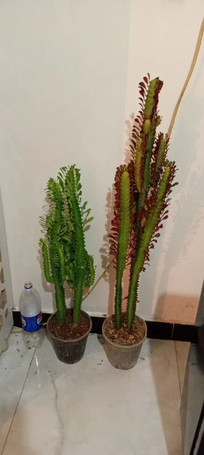 طلای سبز|جواهرات|خرمآباد, |دیوار