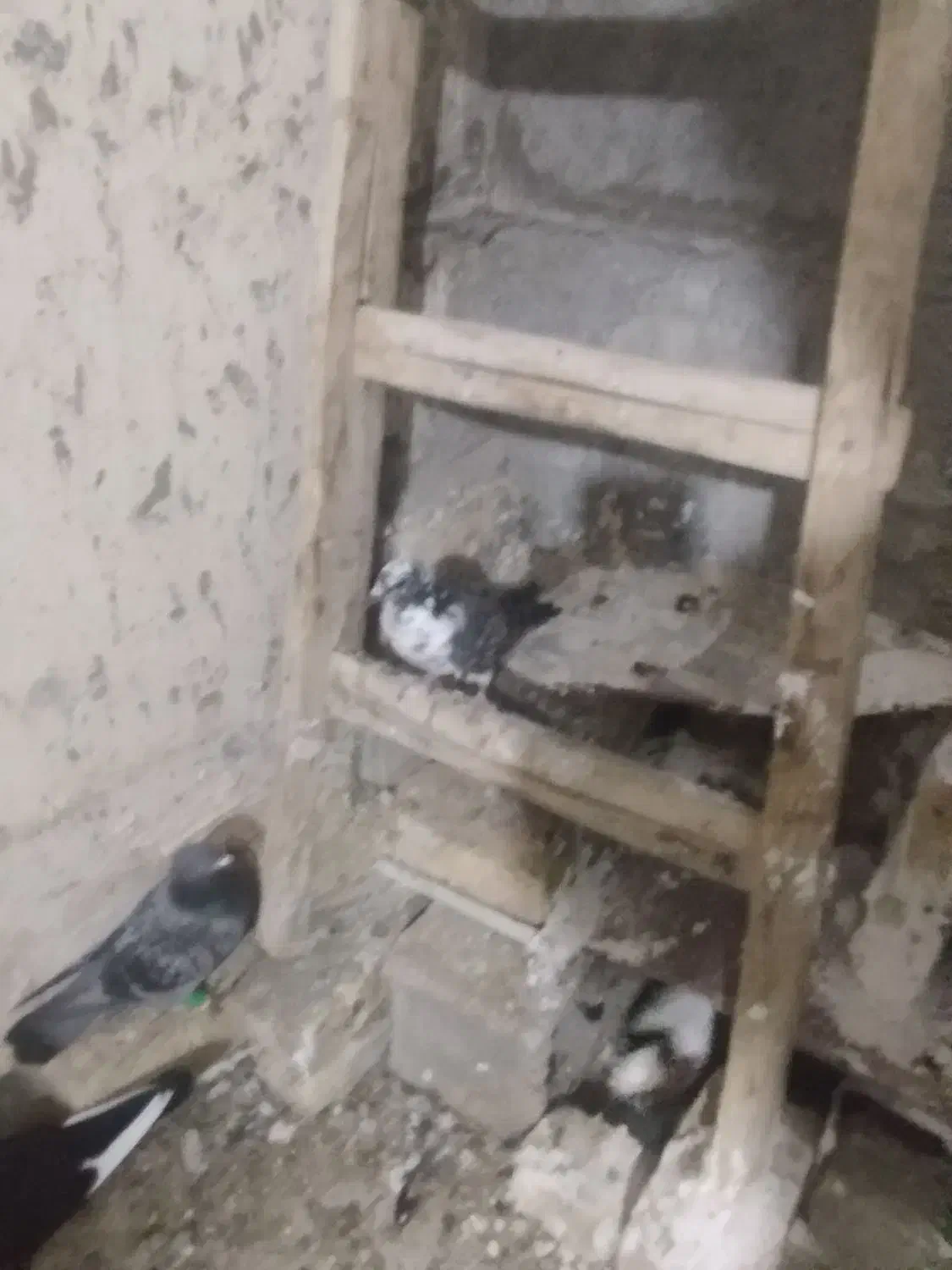 کفتر معاوضه|پرنده|یزد, |دیوار