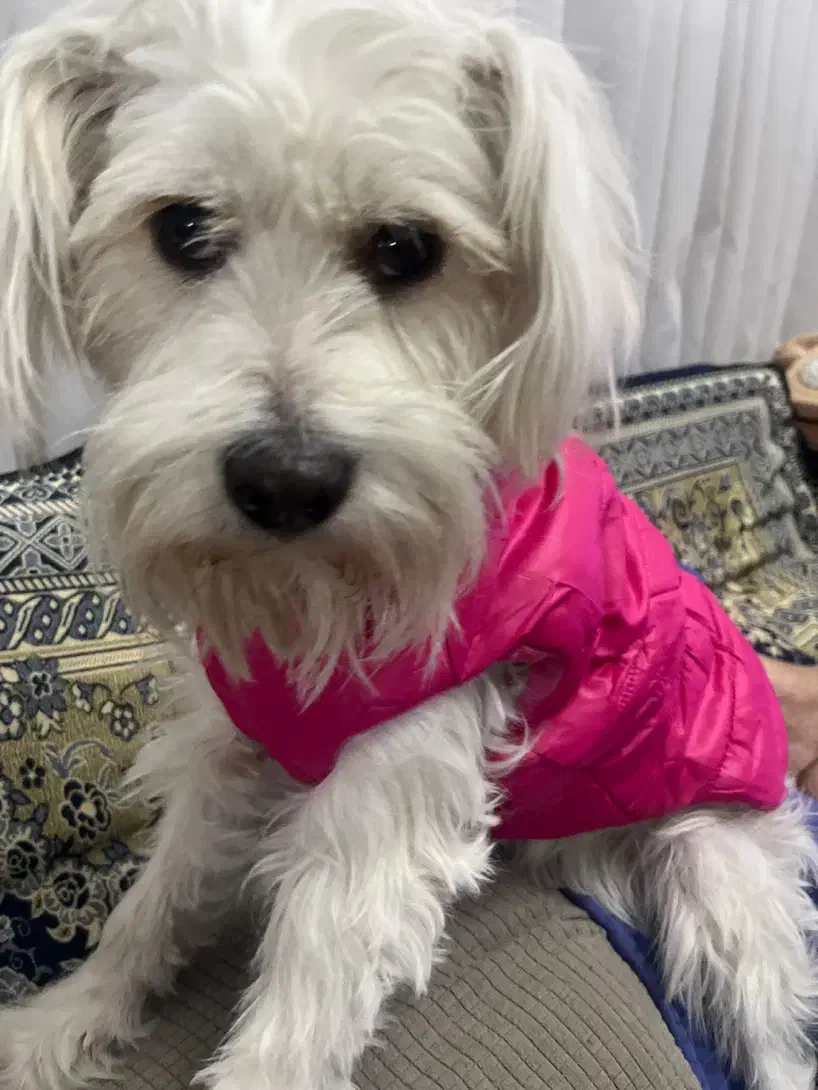 گمشده|حیوانات|کرج, حسینآباد|دیوار